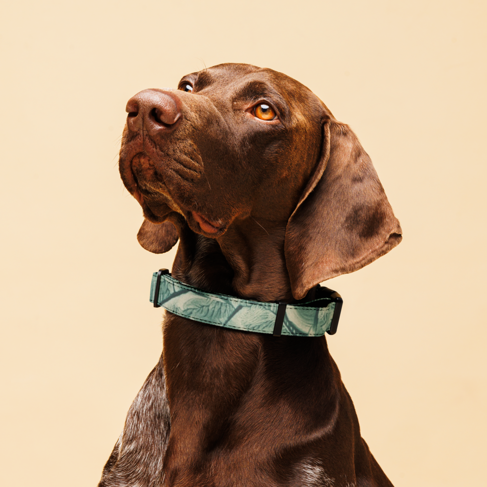 Sebastian & Clementine Vintage Collection Green Premium Adjustable Pet Collar