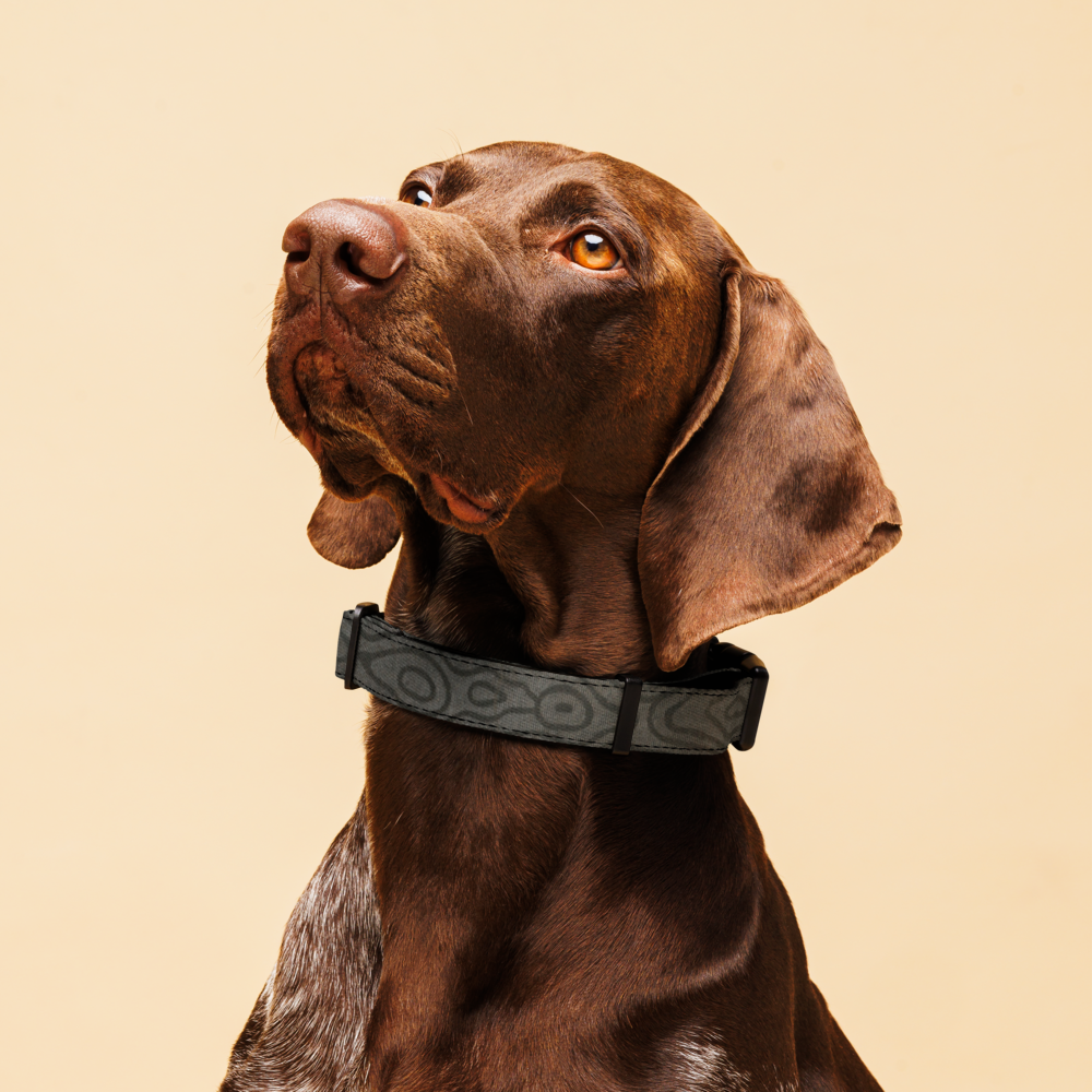Sebastian & Clementine Vintage Collection Gray Wooden Premium Adjustable Pet Collar