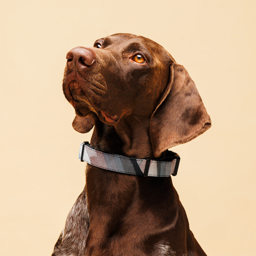 Sebastian & Clementine Vintage Premium Adjustable Pet Collar