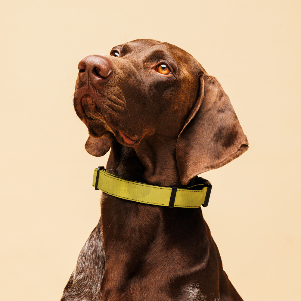 Sebastian & Clementine Scalloped Pink Premium Adjustable Pet Collar