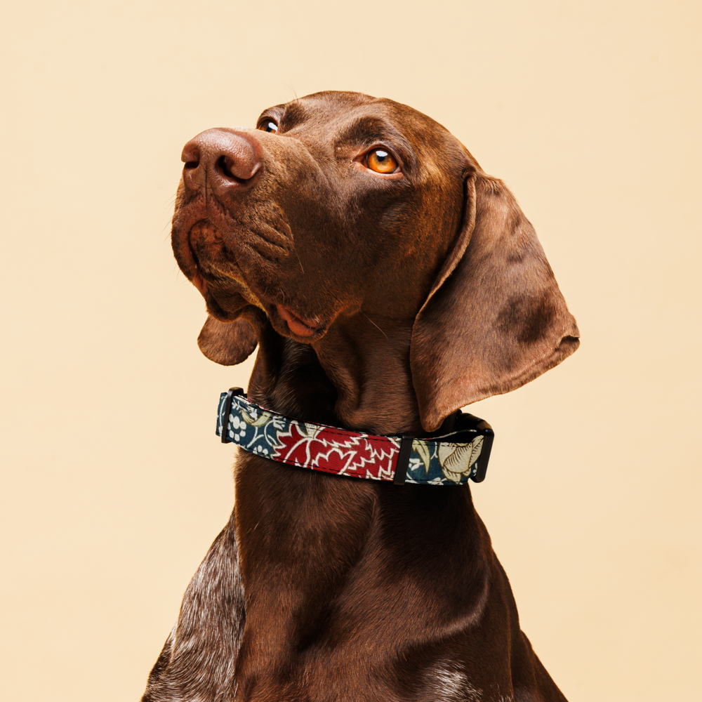 Sebastian & Clementine William Morris's Cray Premium Adjustable Pet Collar