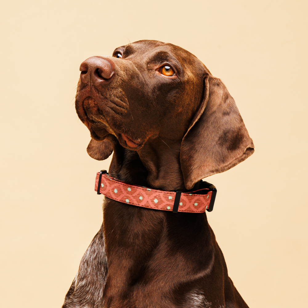Sebastian & Clementine Vintage William Morris Premium Adjustable Pet Collar