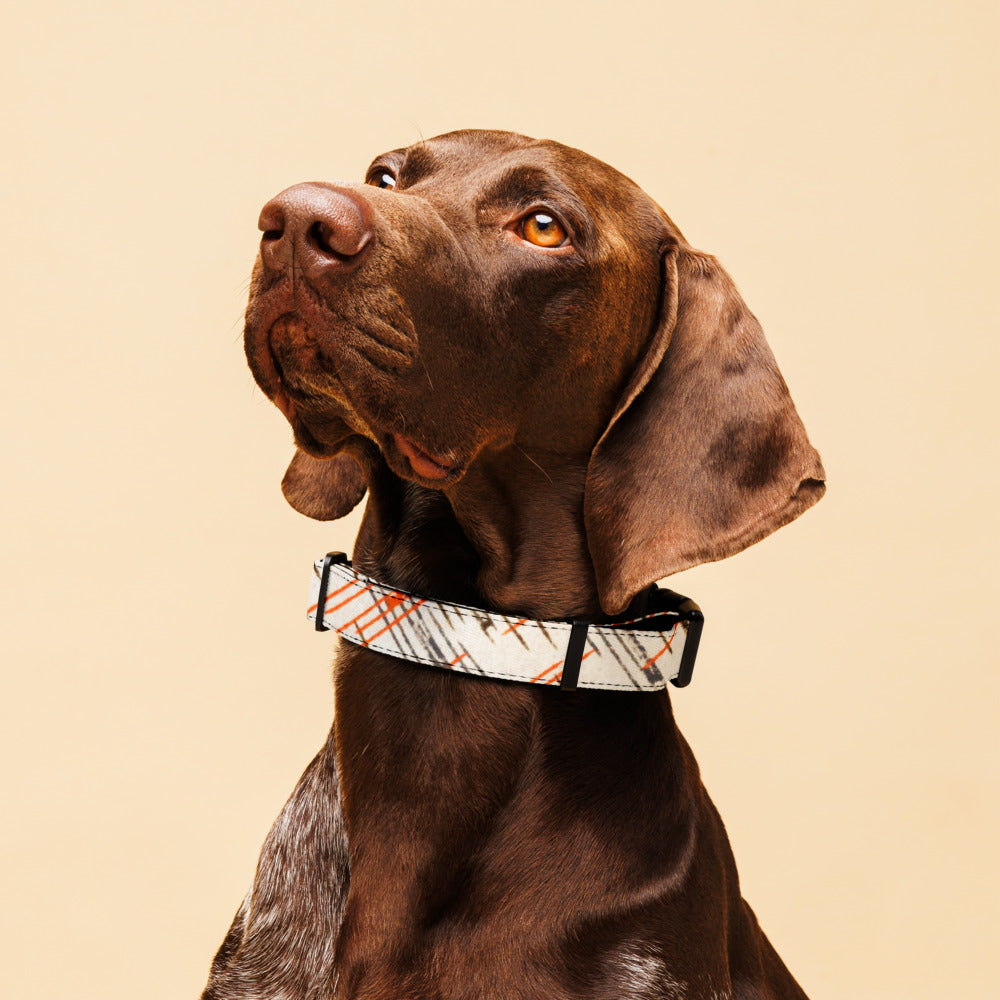Sebastian & Clementine Vintage Print Premium Adjustable Pet Collar