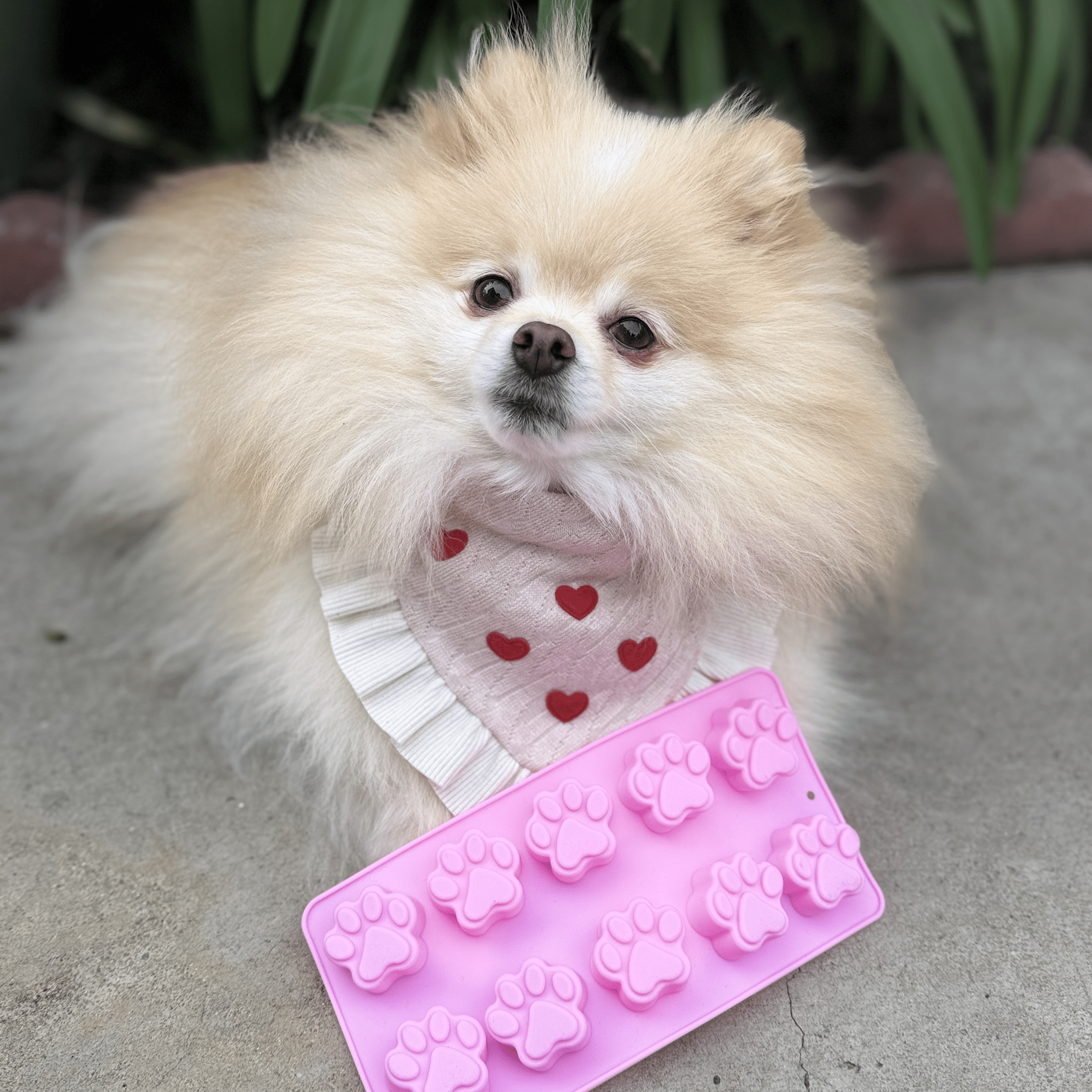 Farm To Pet Pet Treat Molds
