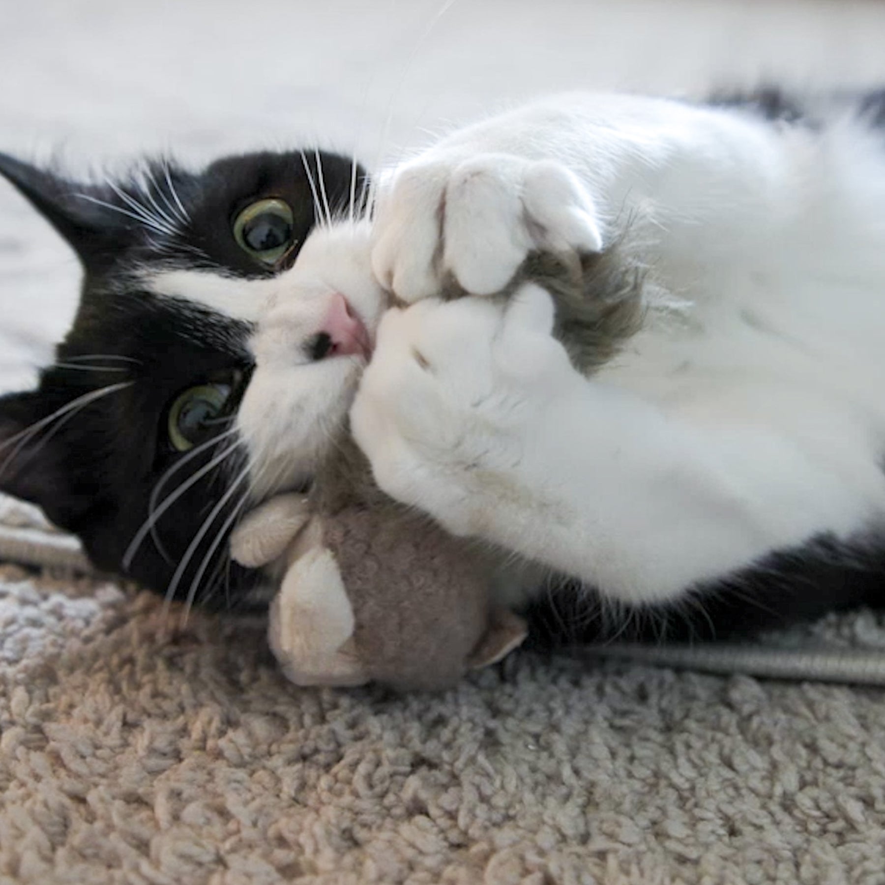 Black and white cat playing with a plush cat toy on a carpeted floor.