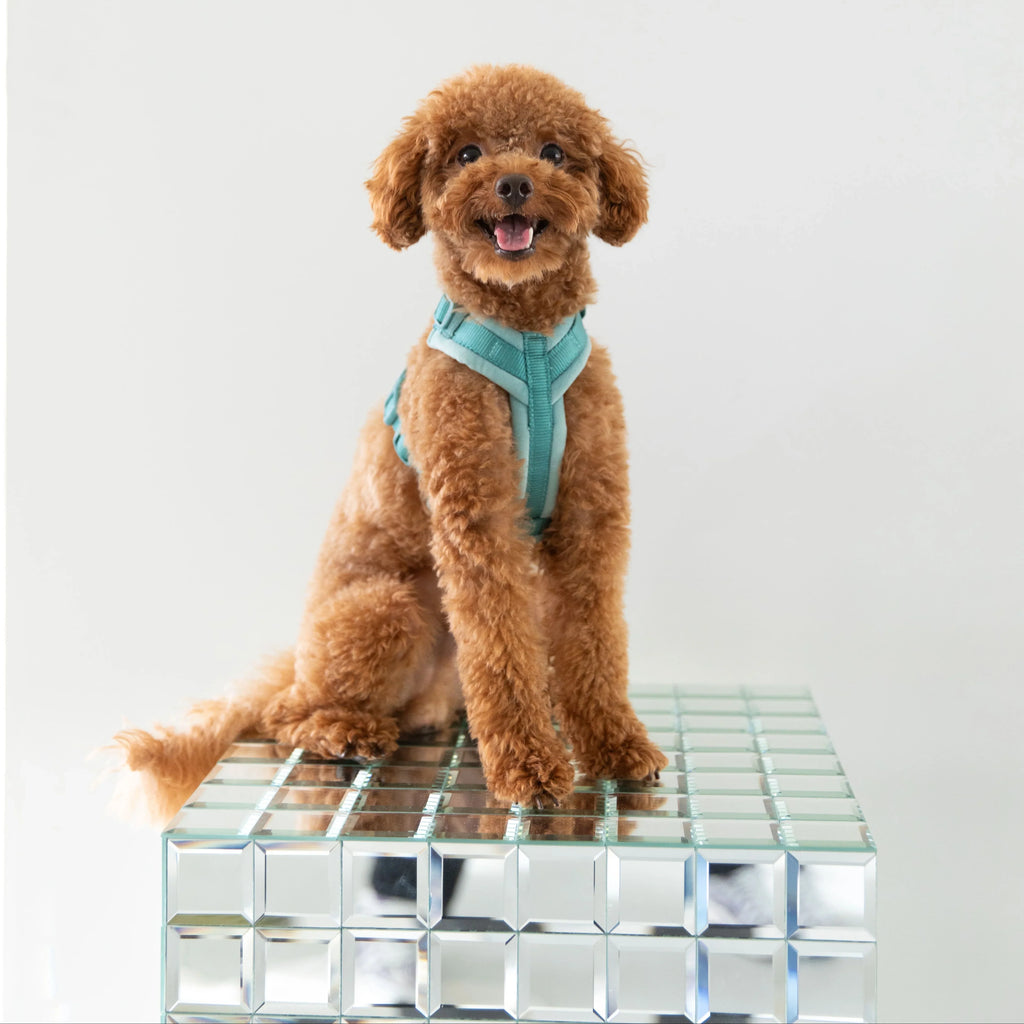 FurLou Blue Velvet Dog Harness