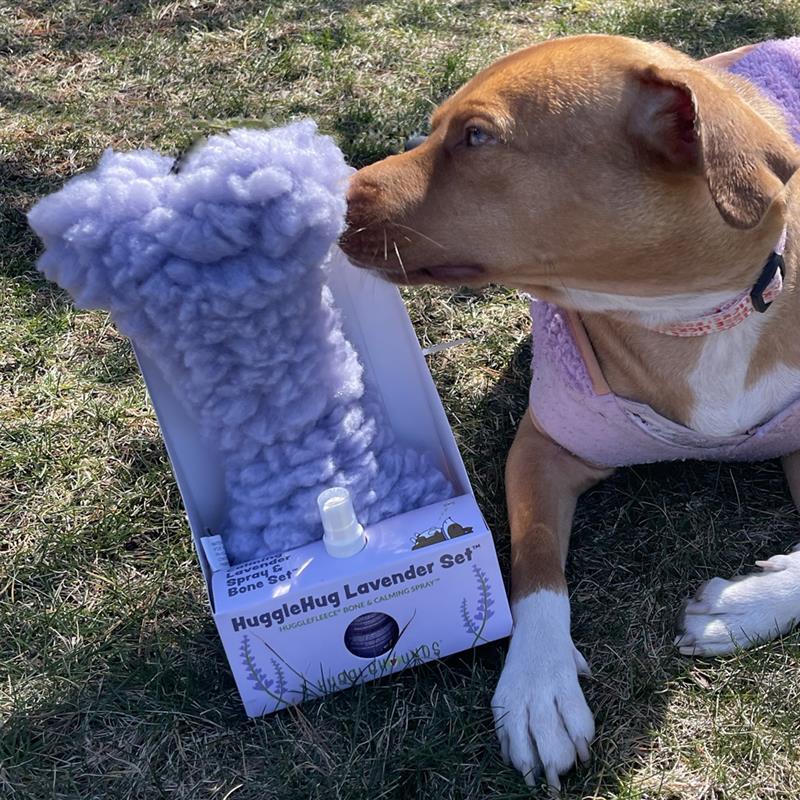 Dog interacting with a HuggleHug Lavender Set toy packaging on grass.
