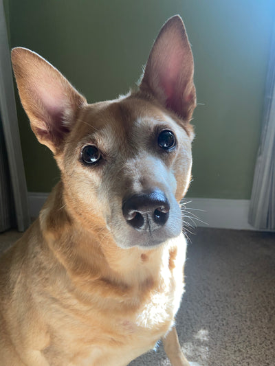 Red dog with upright ears looking directly at the camera indoors.