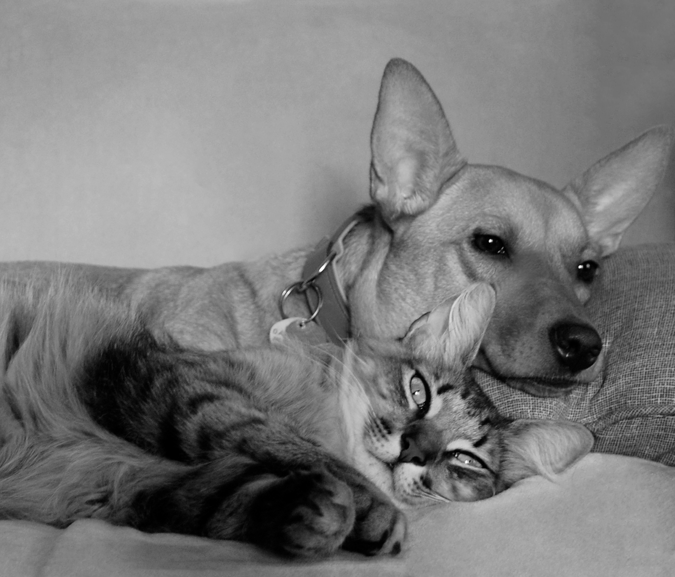Dog and cat lying together on a couch in black and white.