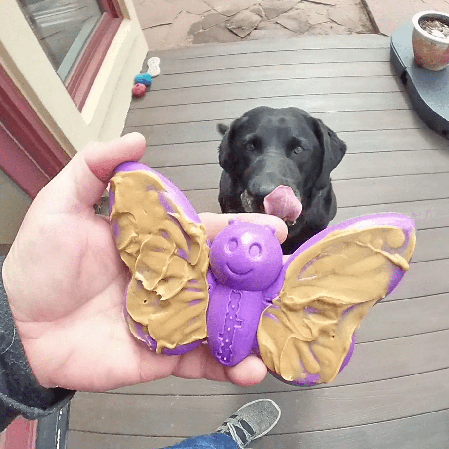 SodaPup® Butterfly eChew | Durable Nylon Chew & Enrichment Toy for Dogs