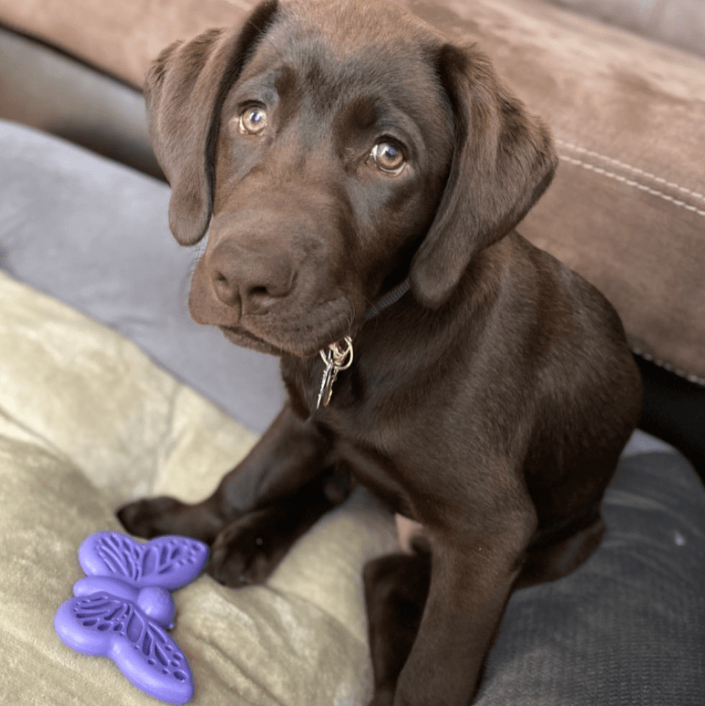 SodaPup® Butterfly eChew | Durable Nylon Chew & Enrichment Toy for Dogs