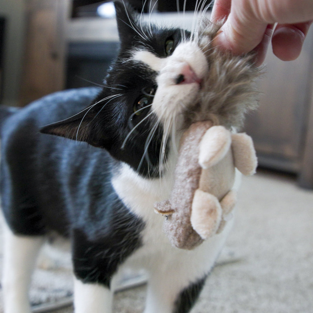 Cat playing with a plush squirrel cat toy held by a person indoors.