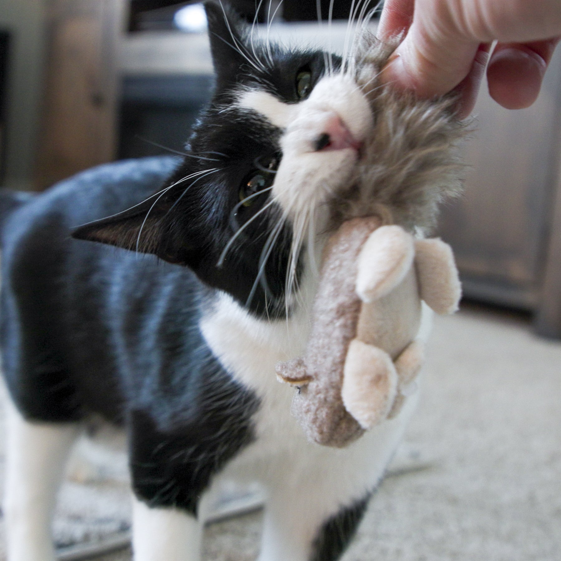 Cat playing with a plush squirrel cat toy held by a person indoors.