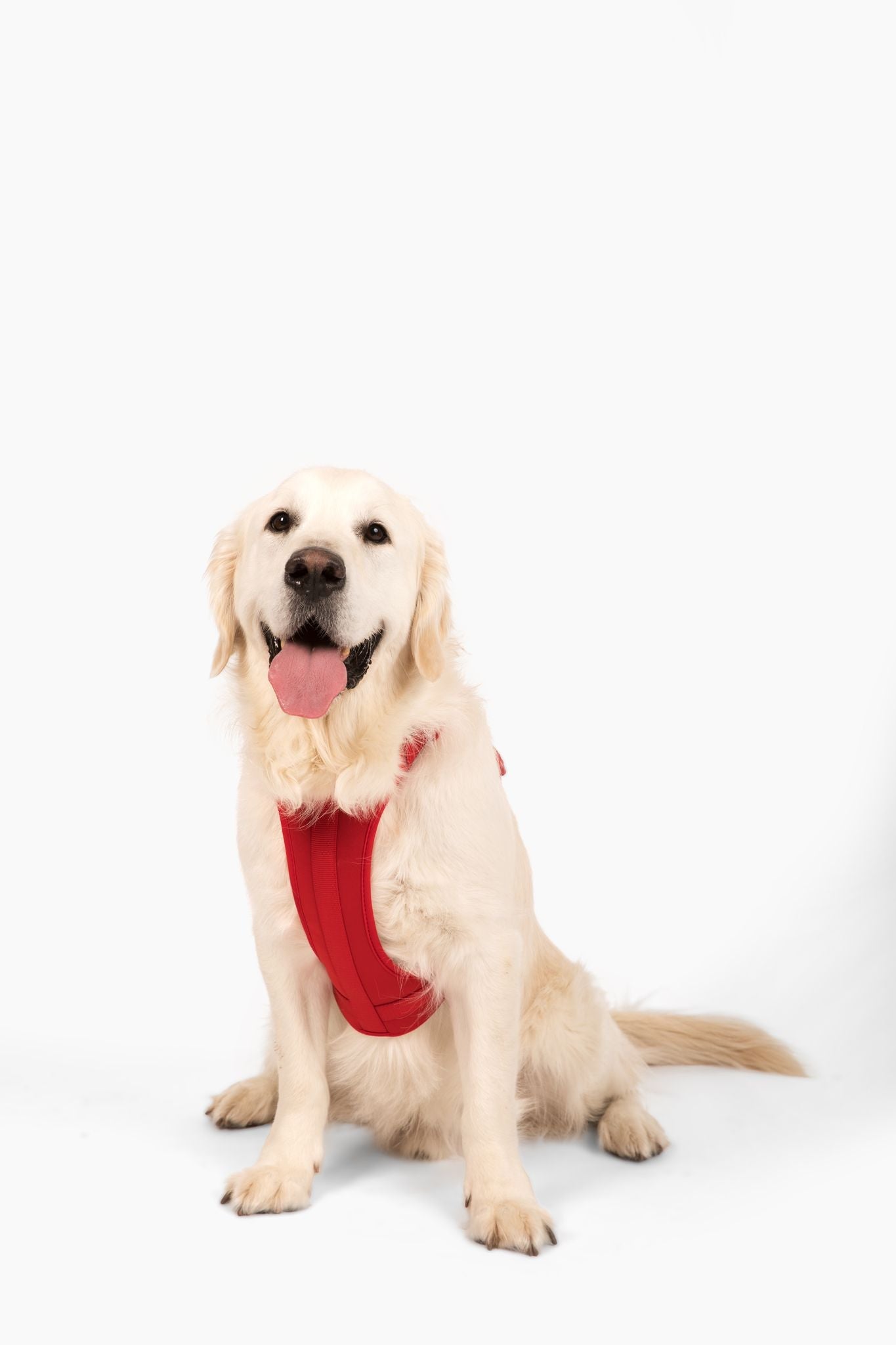 Come Here Buddy Harness
