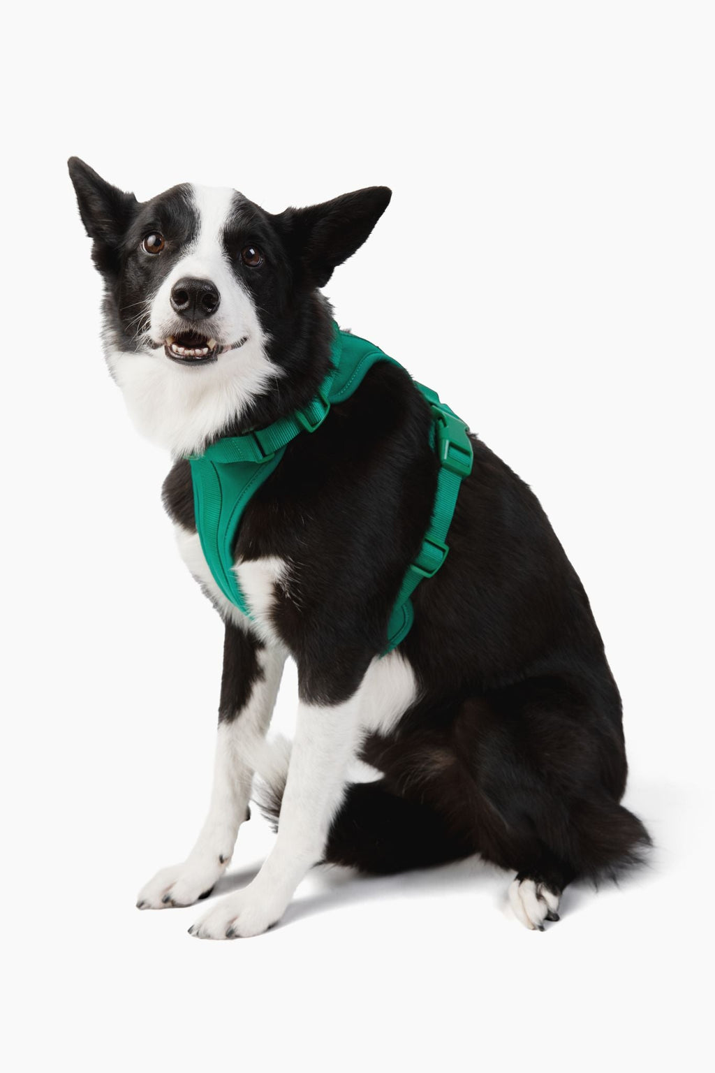 Come Here Buddy Harness