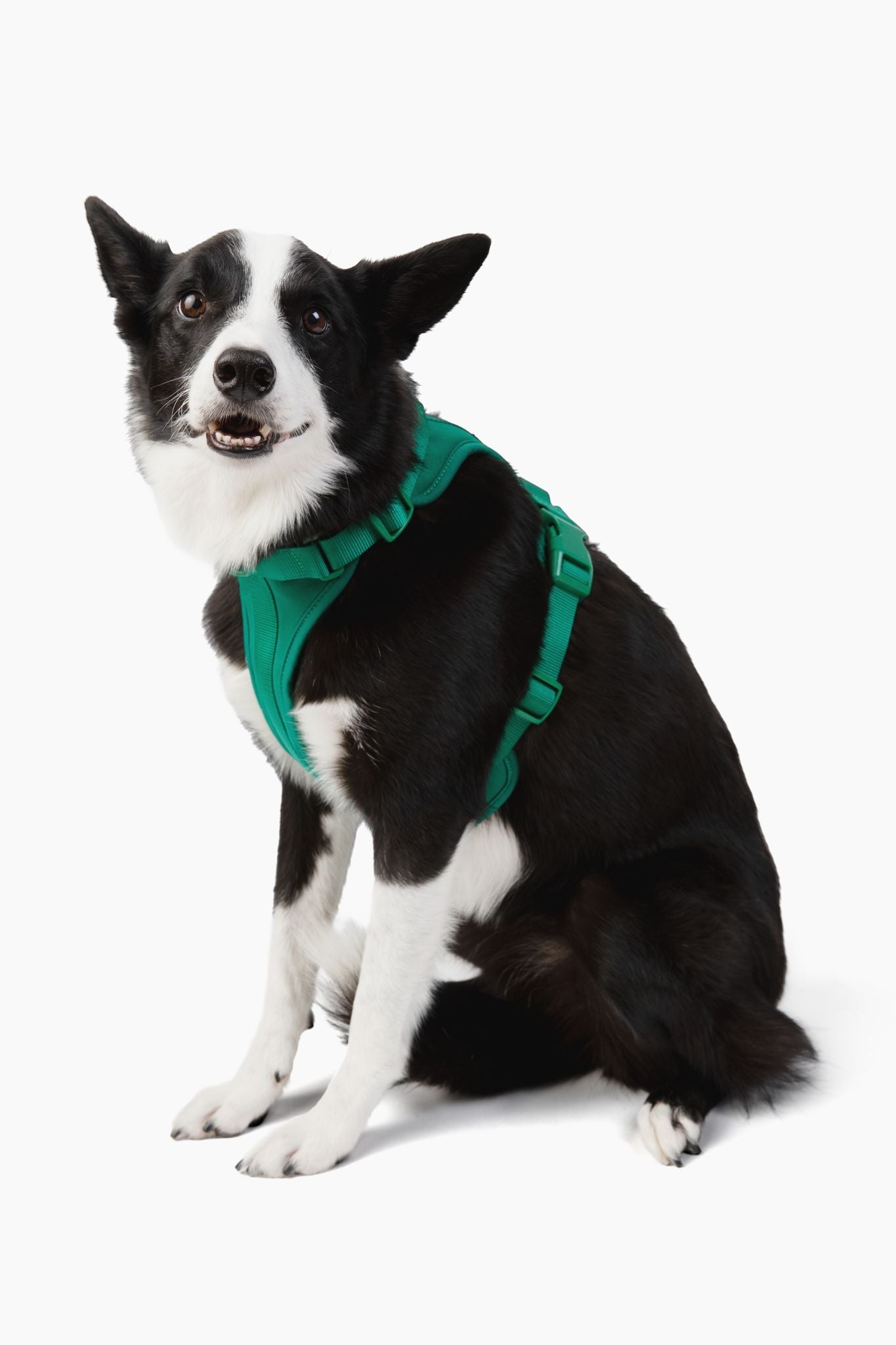 Come Here Buddy Harness
