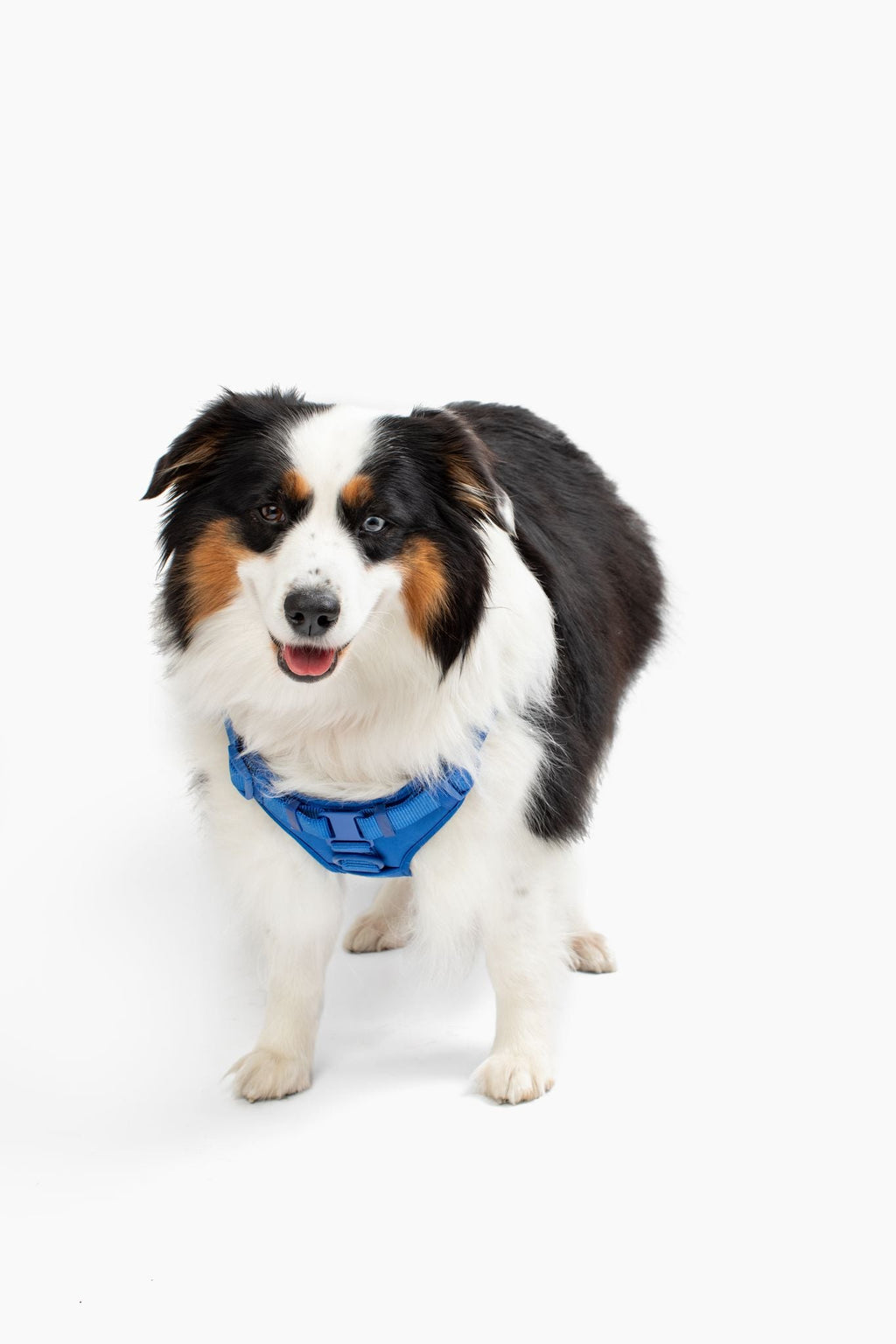 Come Here Buddy Step In Dog Harness