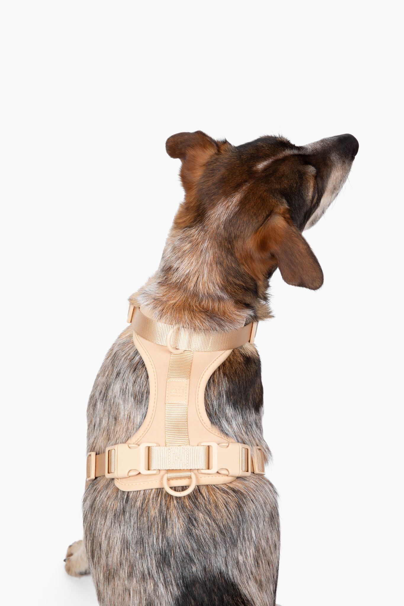 Come Here Buddy Harness