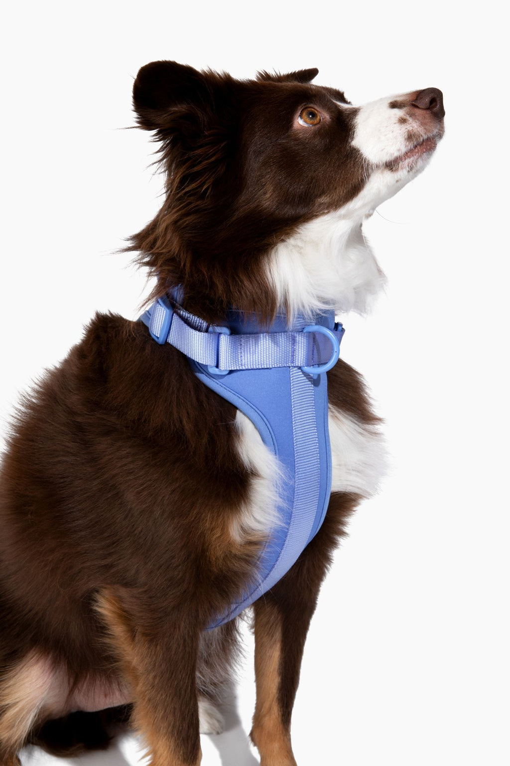 Come Here Buddy Harness