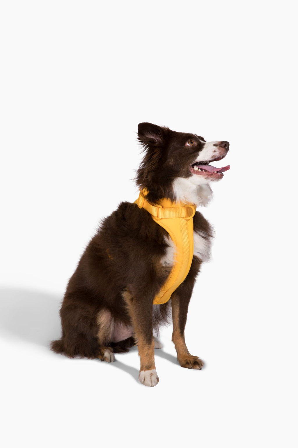 Come Here Buddy Harness
