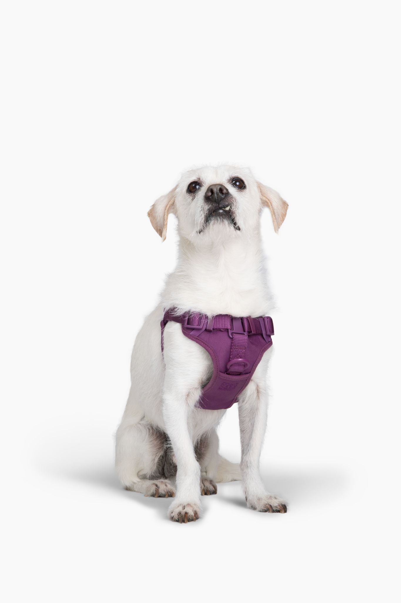 Come Here Buddy Step In Dog Harness