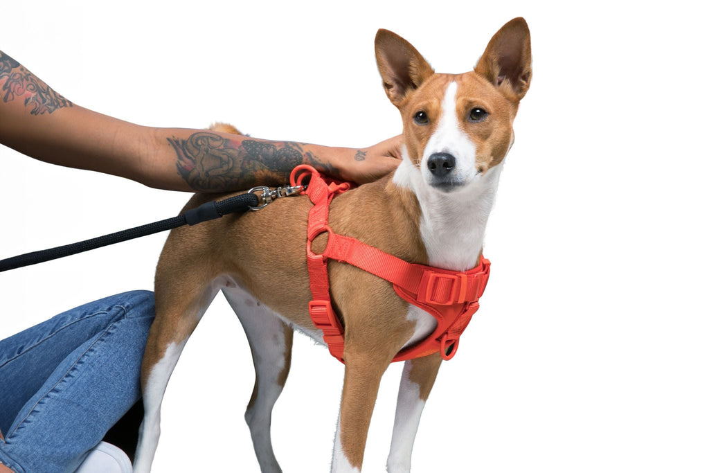 Come Here Buddy Step In Dog Harness